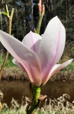 Magnolia Heaven Scent 1.4m Stem 16.5 Litre