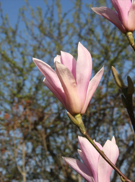 Magnolia Heaven Scent 16.5 Litre - image 1