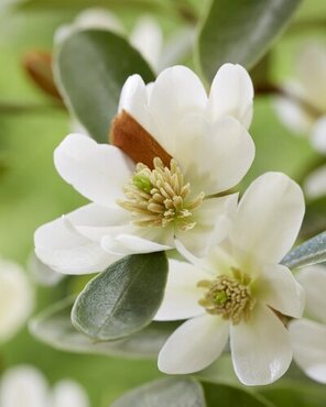 Magnolia laevifolia Miniatura 6 Litre