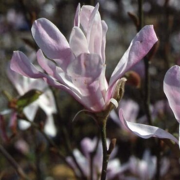 Magnolia Leonard Messel 4 Litre - image 2