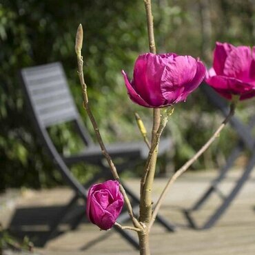 Magnolia 'Meganolia' 6L