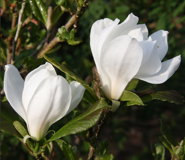 Magnolia Merrill 16.5 litre