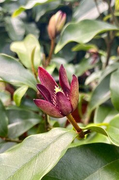 Magnolia Ruby Star 19cm