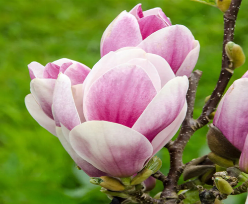 Magnolia Satisfaction 6 Litre - image 2