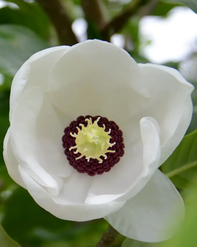 Magnolia sieboldii 4 Litre