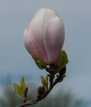 Magnolia Soulangeana 4 Litre - image 1
