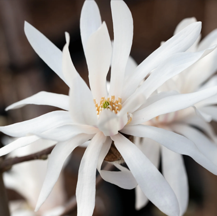 Magnolia stellata 16.5 litre - image 2