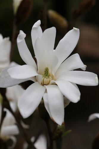 Magnolia Stellata 80cm Stem 10 Litre - image 1