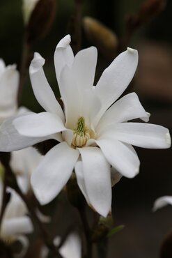 Magnolia Stellata 80cm Stem 10 Litre