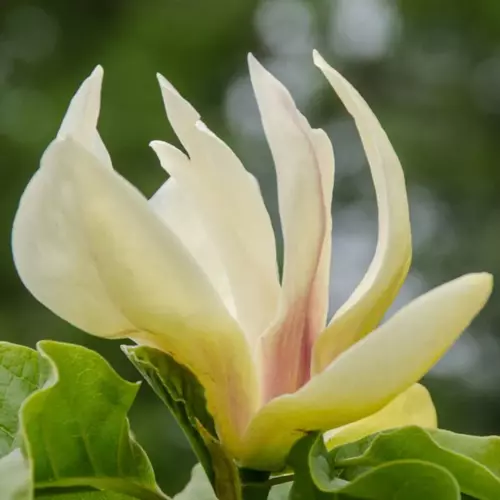 Magnolia Sunsation 6 litre