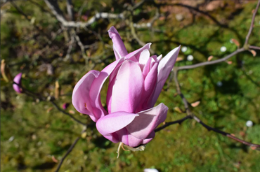Magnolia Susan 16.5 litre - image 1