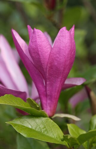 Magnolia Susan 80cm Stem 10 Litre - image 1