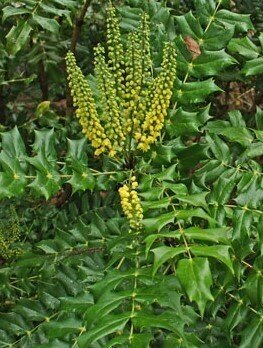 Mahonia Arthur Menzies 5 Litre - image 1