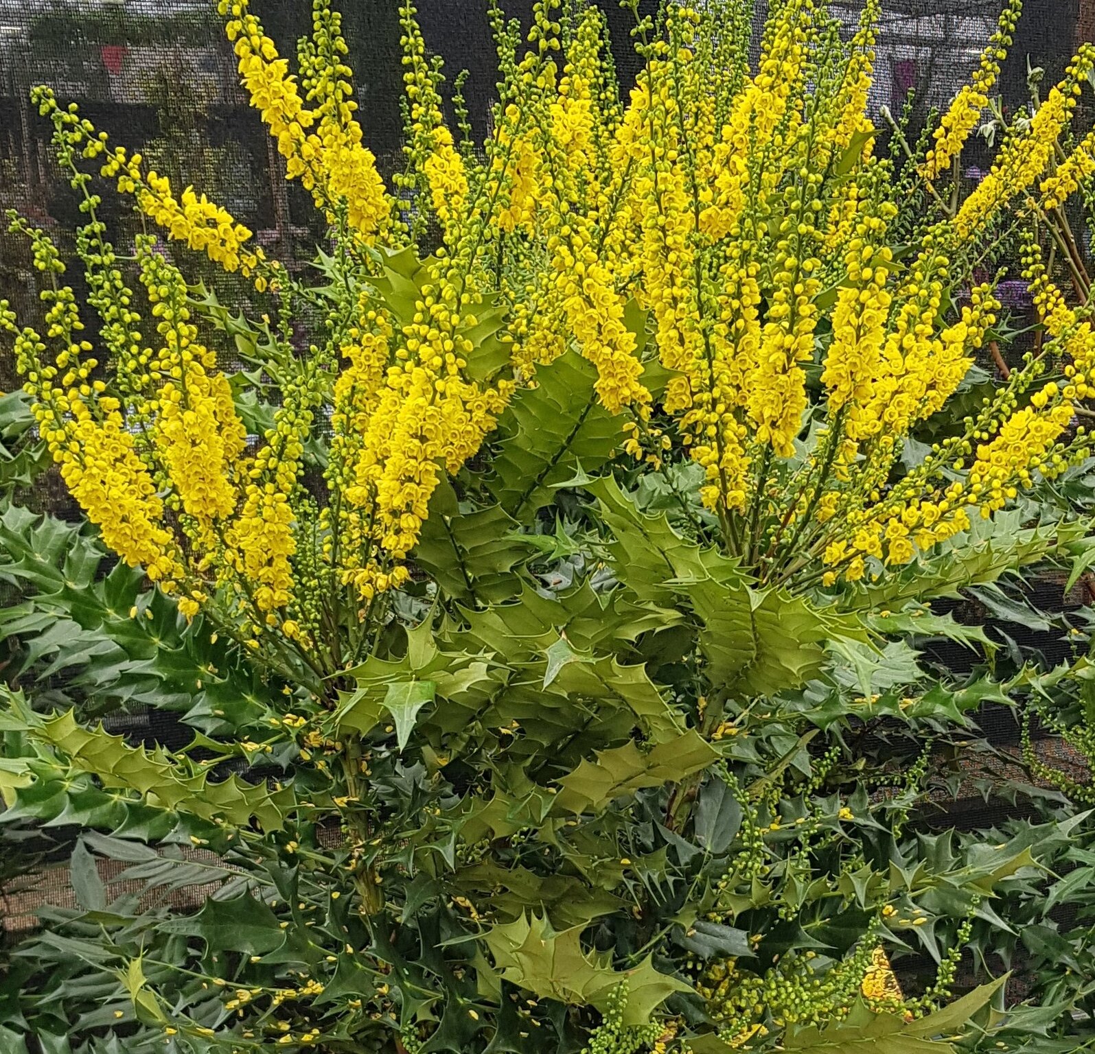 Mahonia Japonica 3 litre Stewarts Garden Centre