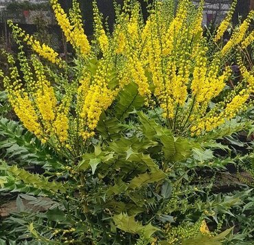 Mahonia media Winter Sun 21cm