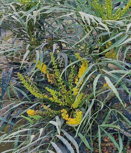 Mahonia 'Sweet Winter' 3 Litre