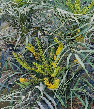 Mahonia 'Sweet Winter' 3 Litre