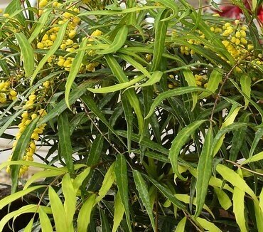 Mahonia Sweet Winter 3 Litre - image 1