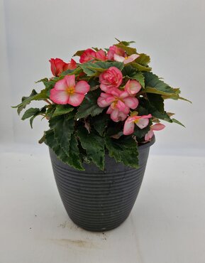 Maine Planter with Begonia 25cm