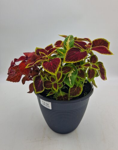 Maine Planter with Coleus 25cm - image 1