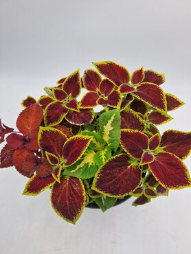 Maine Planter with Coleus 25cm - image 2