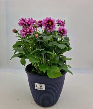 Maine Planter with Dahlia