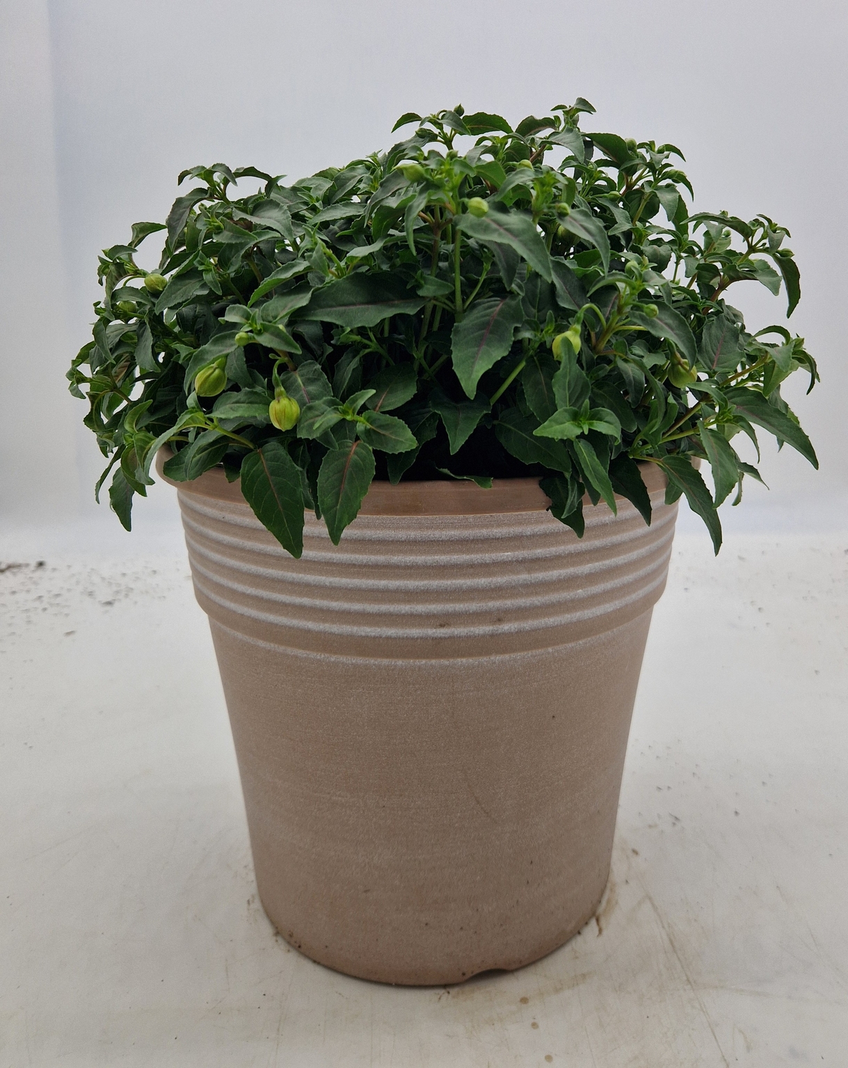Maine Planter with Fuchsia 25cm - Stewarts Garden Centre