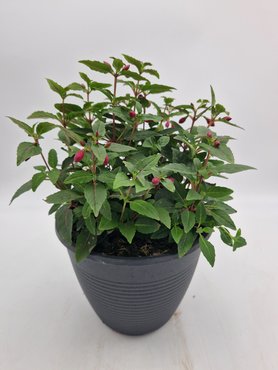 Maine Planter with Fuchsia  25cm - image 1