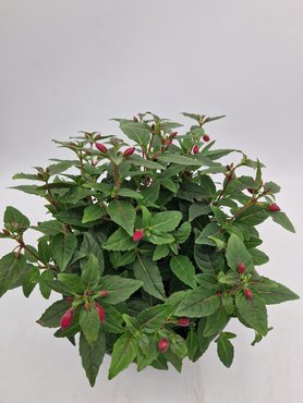 Maine Planter with Fuchsia  25cm - image 2