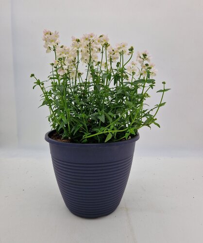 Maine Planter with Nemesia 25cm