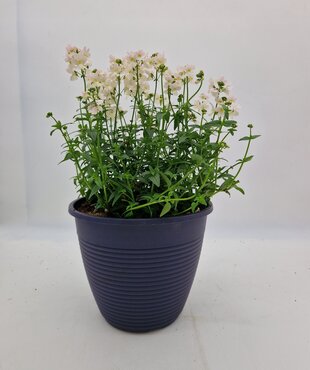Maine Planter with Nemesia 25cm