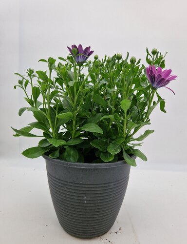 Maine Planter with Osteospermum 25cm - image 1