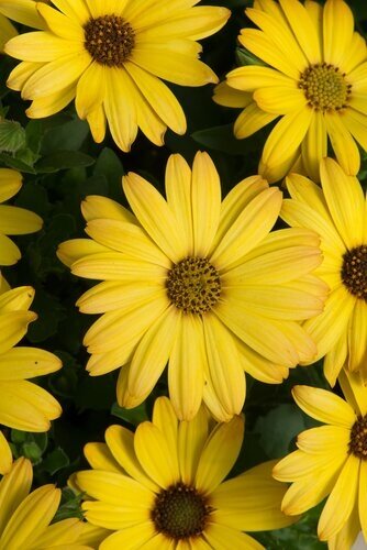 Maine Planter with Osteospermum 25cm - image 2