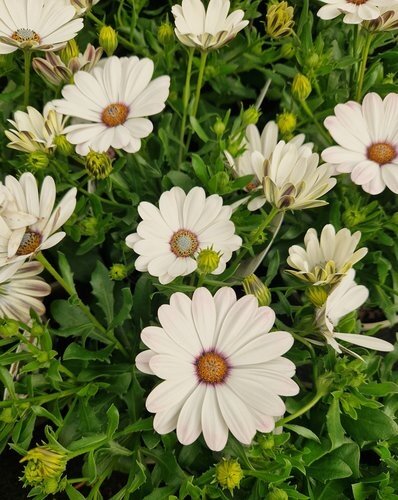 Maine Planter with Osteospermum 25cm - image 3