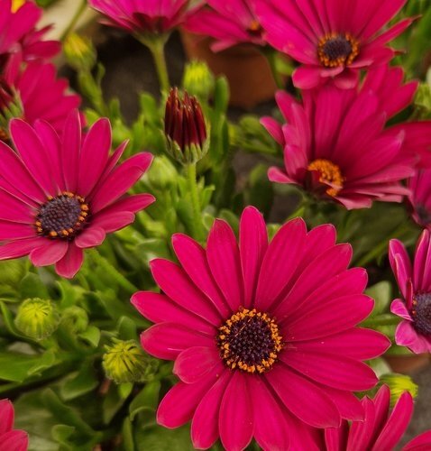 Maine Planter with Osteospermum 25cm - image 4