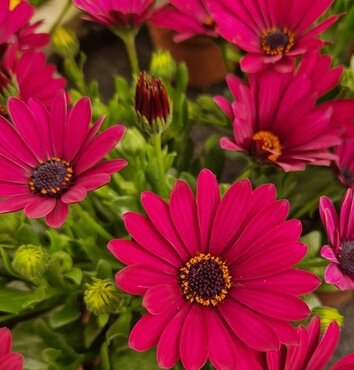 Maine Planter with Osteospermum 25cm - image 4
