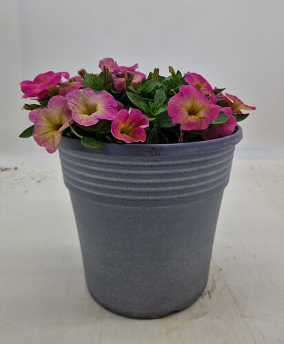 Maine Planter with Petunia 25cm