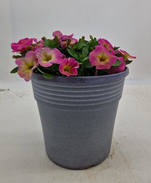 Maine Planter with Petunia 25cm