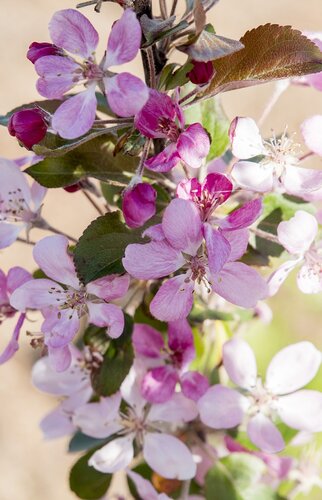 Malus Appletini 50cm Stem 3 Litre - image 1