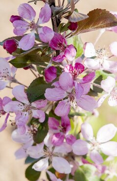 Malus Appletini 50cm Stem 3 Litre - image 1