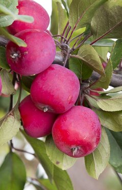Malus Appletini 50cm Stem 3 Litre - image 2