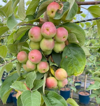 Malus Butterball 12 Litre - image 1