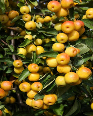 Malus Butterball 12 litre - image 1
