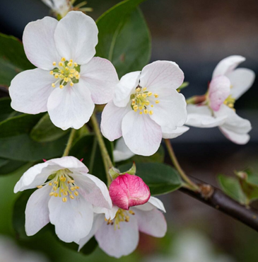 Malus Butterball 12 litre - image 3