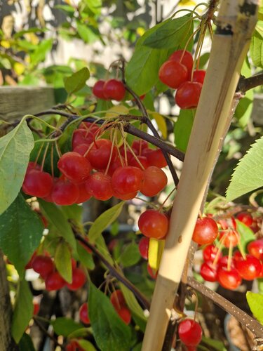 Malus Candied Apple 12 Litre