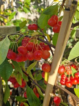 Malus Candied Apple 12 Litre