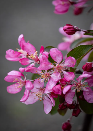 Malus Candied Apple 12 Litre - image 3