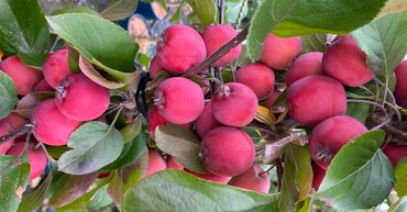 Malus Crimson Cascade 12 Litre - image 1