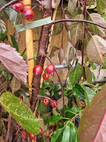 Malus Crimson Cascade 12 Litre