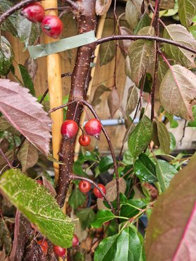 Malus Crimson Cascade 12 Litre